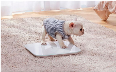 Xiaomi Mi Smart Scale